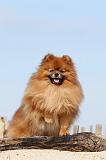 SPITZ ALLEMAND 195